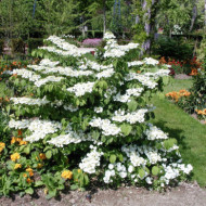 Viburnum plicatum 'Lanarth'