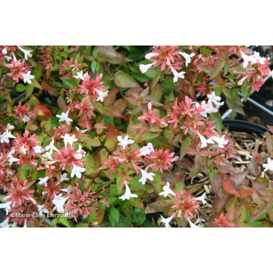 Abelia x grandiflora 'Sherwood'