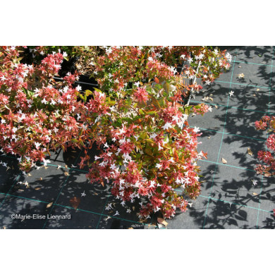 Abelia x grandiflora 'Sherwood'