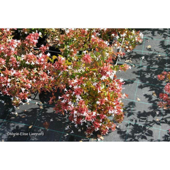Abelia x grandiflora 'Sherwood'