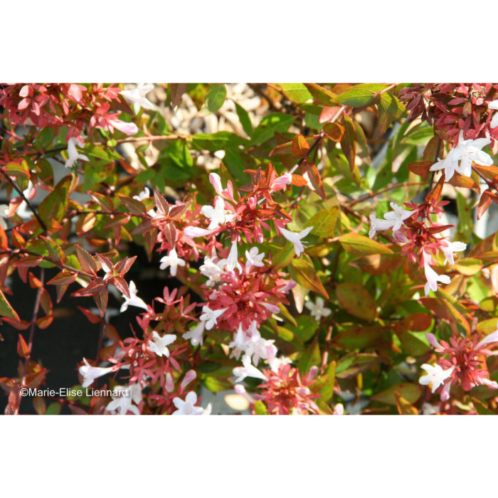 Abelia x grandiflora 'Sherwood'