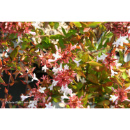 Abelia x grandiflora 'Sherwood'