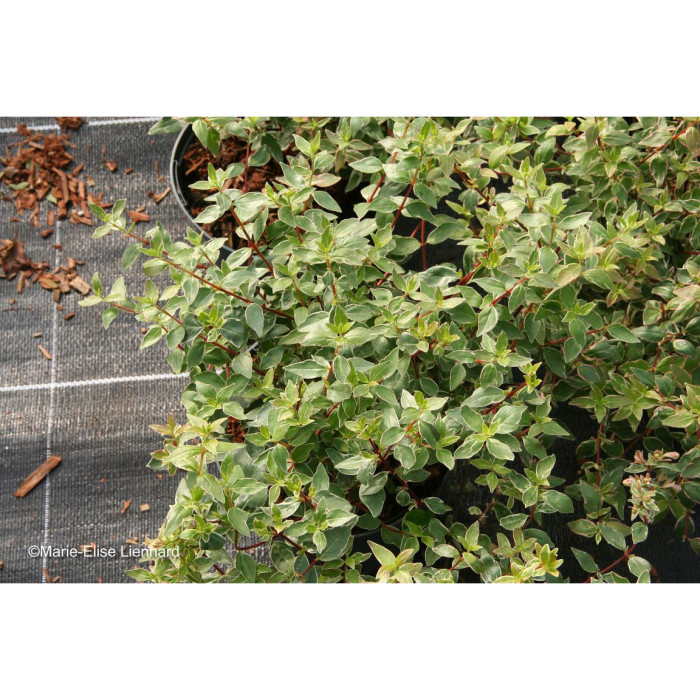 Abelia x grandiflora 'Sparking Silver'