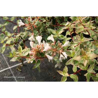 Abelia x grandiflora 'Sparking Silver'