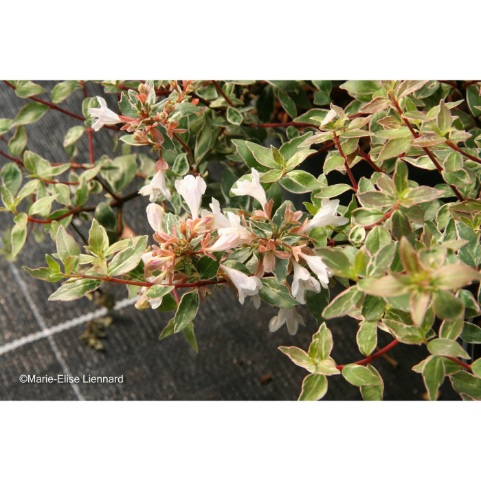 Abelia x grandiflora 'Sparking Silver'
