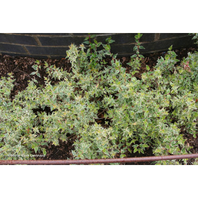 Abelia x grandiflora 'Sparking Silver'