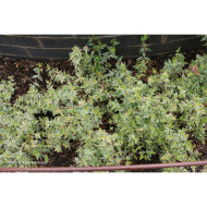 Abelia x grandiflora 'Sparking Silver'