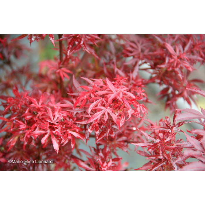 Acer palmatum 'Shaina'