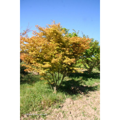 Acer palmatum Katsura