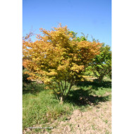 Acer palmatum Katsura