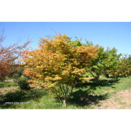 Acer palmatum Katsura