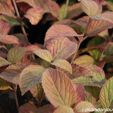 Viburnum plicatum 'Lanarth'