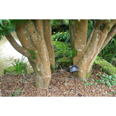 Acer palmatum Katsura