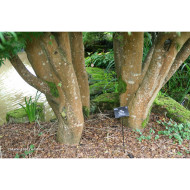 Acer palmatum Katsura