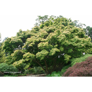 Acer palmatum Katsura