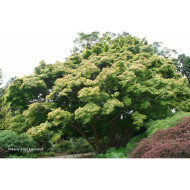 Acer palmatum Katsura