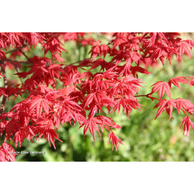 Acer palmatum Beni-Maiko