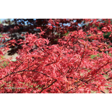 Acer palmatum Beni-Maiko