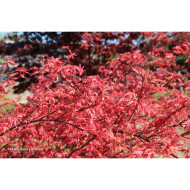 Acer palmatum Beni-Maiko