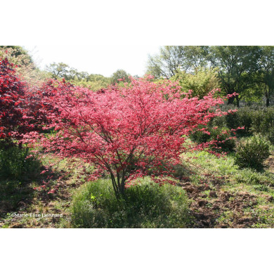 Acer palmatum Beni-Maiko