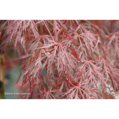 Acer palmatum Crimson Queen
