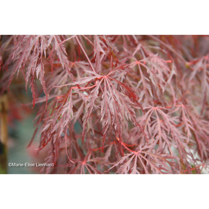 Acer palmatum Crimson Queen
