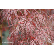 Acer palmatum Crimson Queen