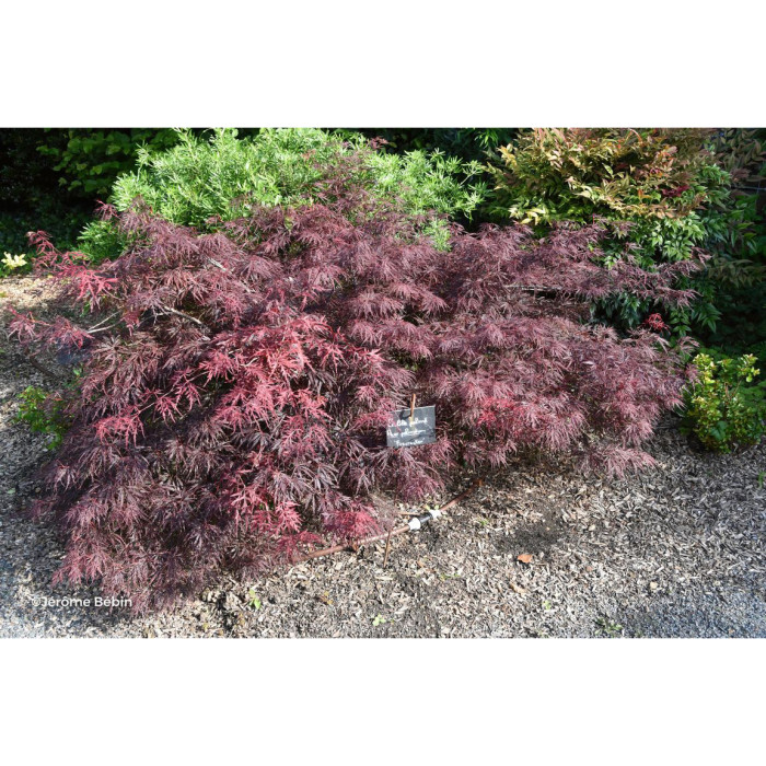Acer palmatum Firecracker®