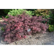 Acer palmatum Firecracker®