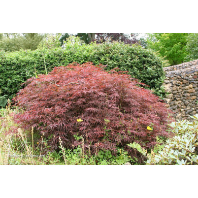 Acer palmatum 'Inaba Shidare'