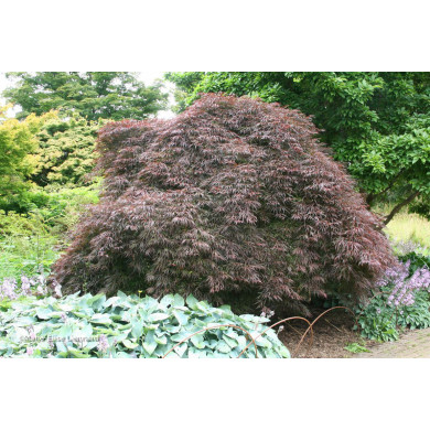 Acer palmatum 'Inaba Shidare'
