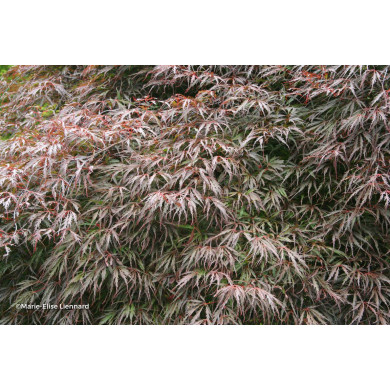 Acer palmatum 'Inaba Shidare'