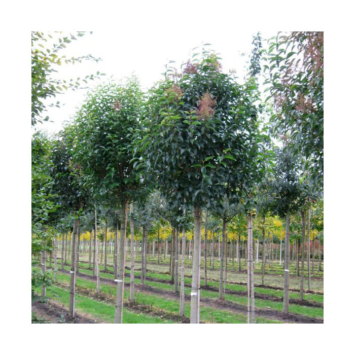 Ligustrum japonicum
