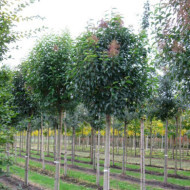 Ligustrum japonicum