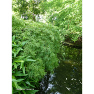 Acer palmatum Dissectum
