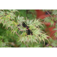 Acer palmatum Emerald Lace