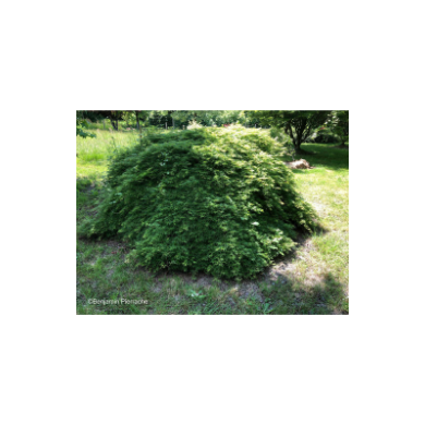 Acer palmatum Emerald Lace