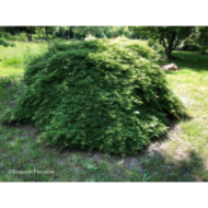 Acer palmatum Emerald Lace