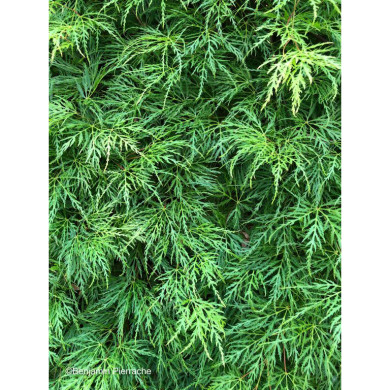 Acer palmatum Emerald Lace