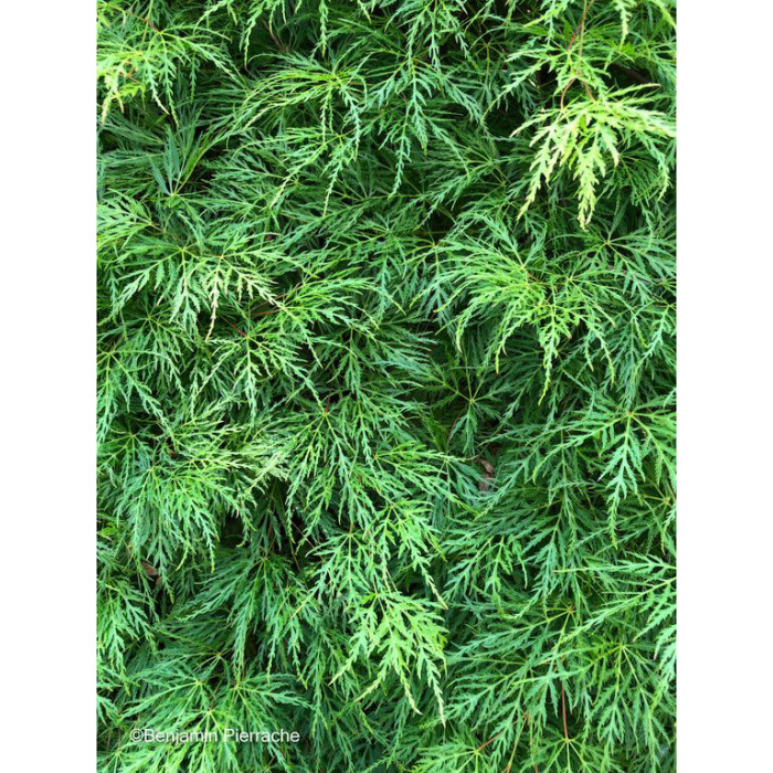Acer palmatum Emerald Lace