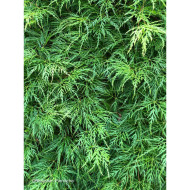 Acer palmatum Emerald Lace