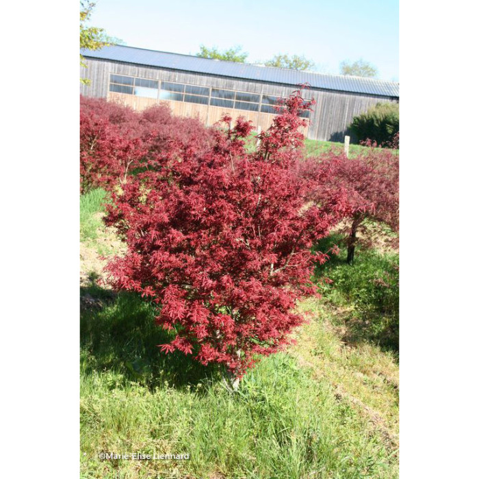 Acer palmatum Skeeter'S Broom