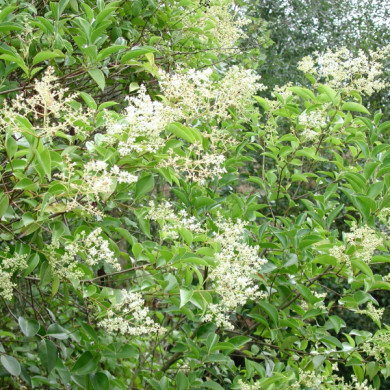 Ligustrum japonicum