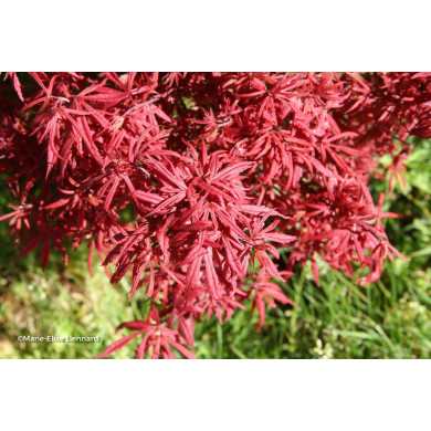 Acer palmatum Skeeter'S Broom