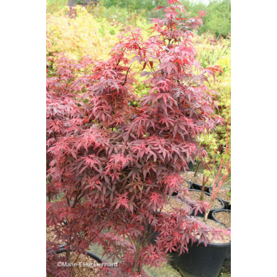 Acer palmatum Skeeter'S Broom