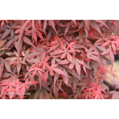 Acer palmatum Skeeter'S Broom