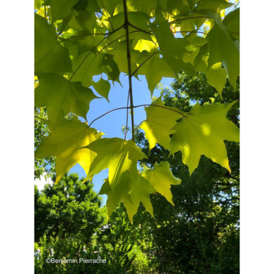 Acer cappadocicum 'Aureum'
