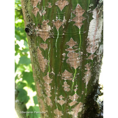 Acer rufinerve
