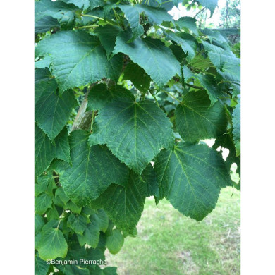 Acer rufinerve
