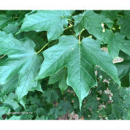 Acer saccharum